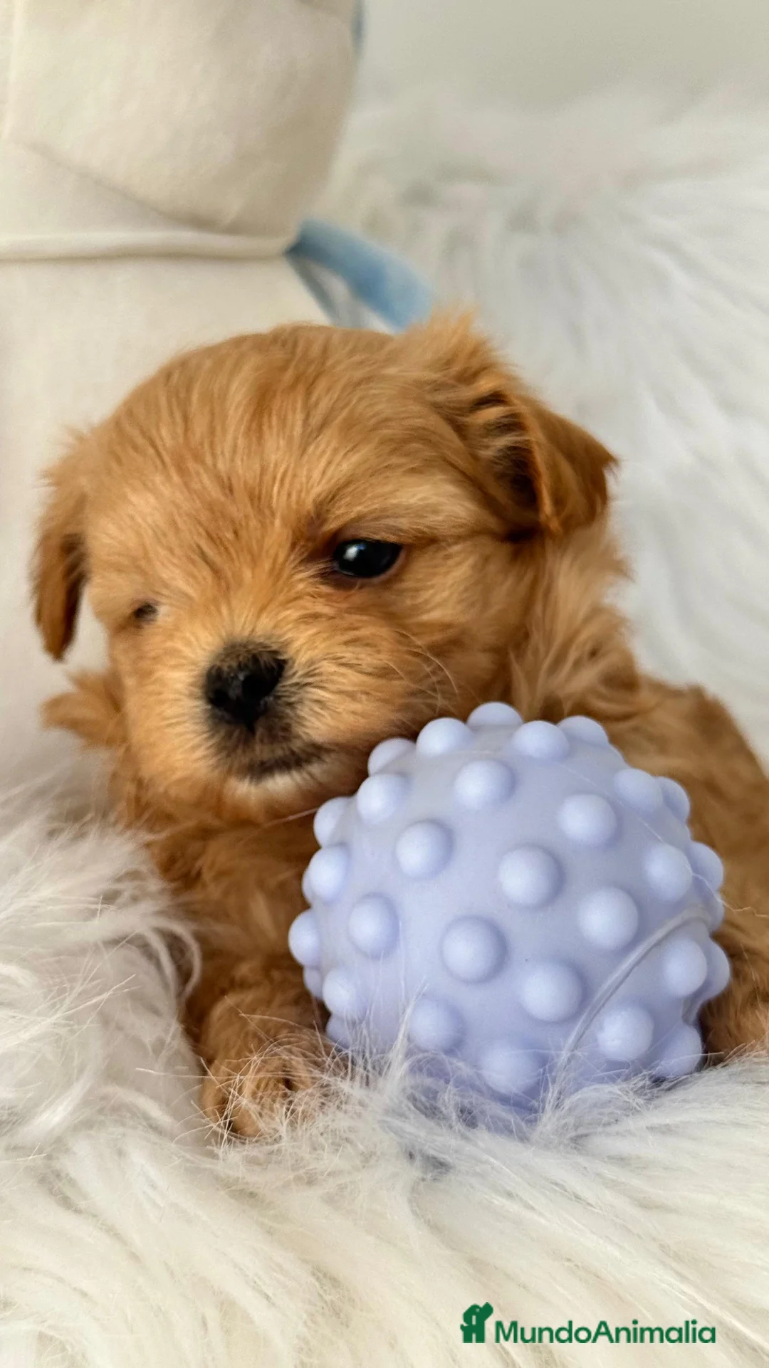 Maltipoo perros en venta: Maltipoo asiáticos de máxima calidad  - Anuncio 2