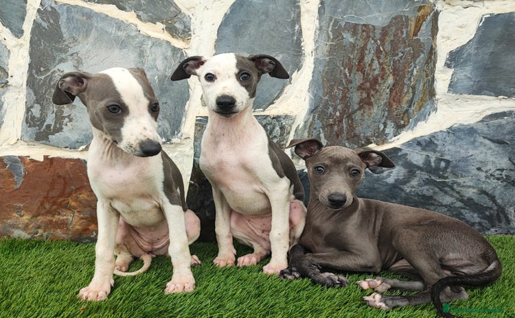 Whippet perros - Anuncio 4