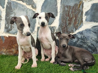 Whippet perros - Anuncio 3
