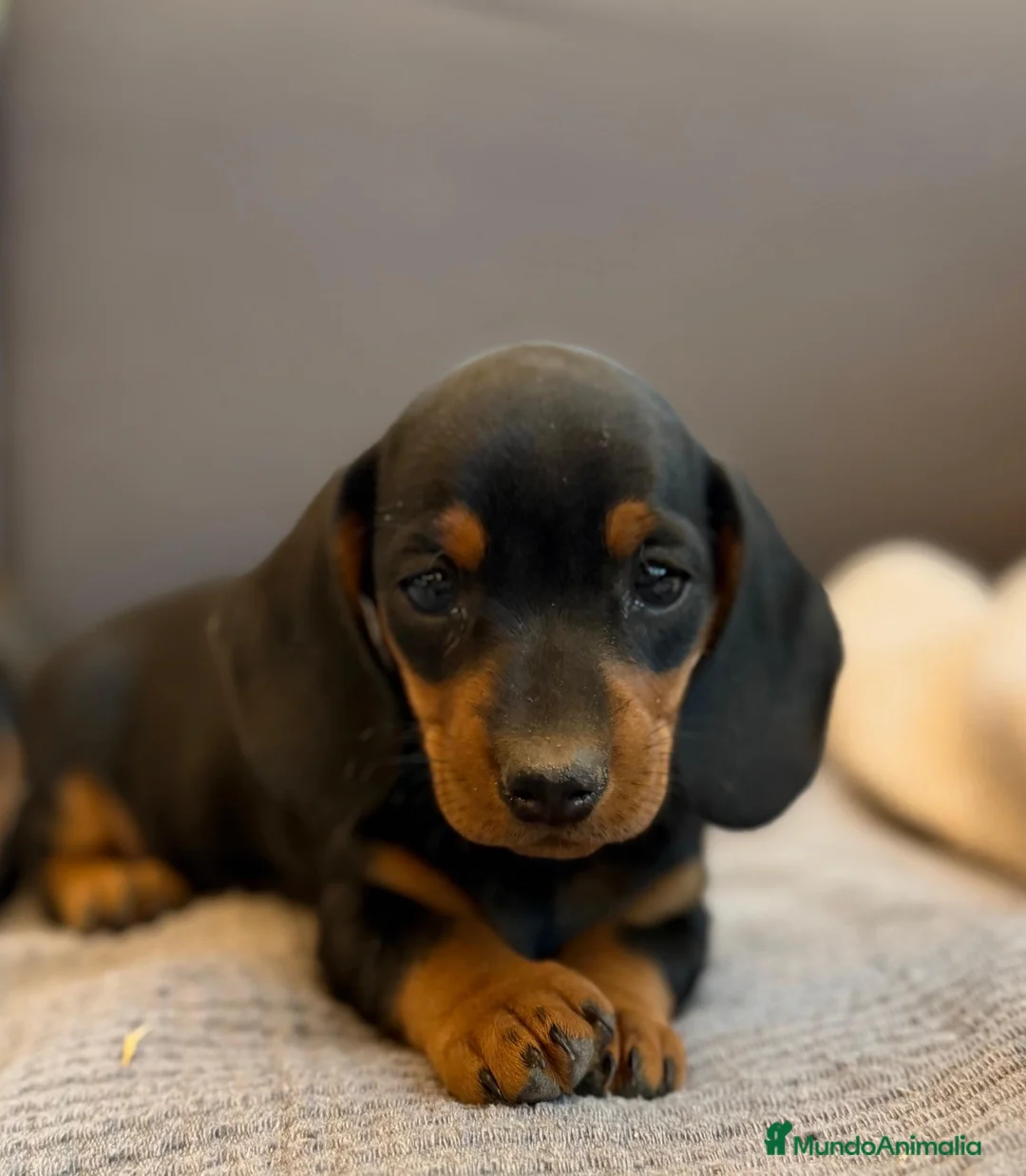 Teckel Miniatura perros en venta: Teckel miniatura criados en casa GRAN GENÉTICA - Anuncio 6