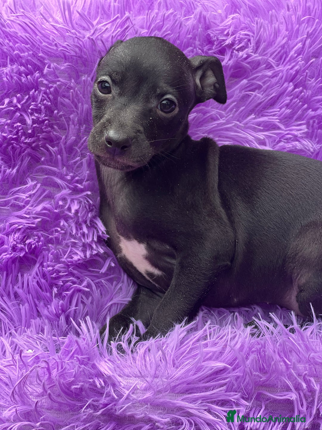 Pequeño Lebrel Italiano perros en venta: Piccolo hembra negra  - Imagen 2