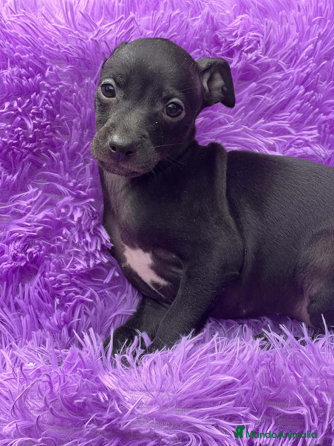 Pequeño Lebrel Italiano perros en venta: Piccolo hembra negra  - Anuncio 2