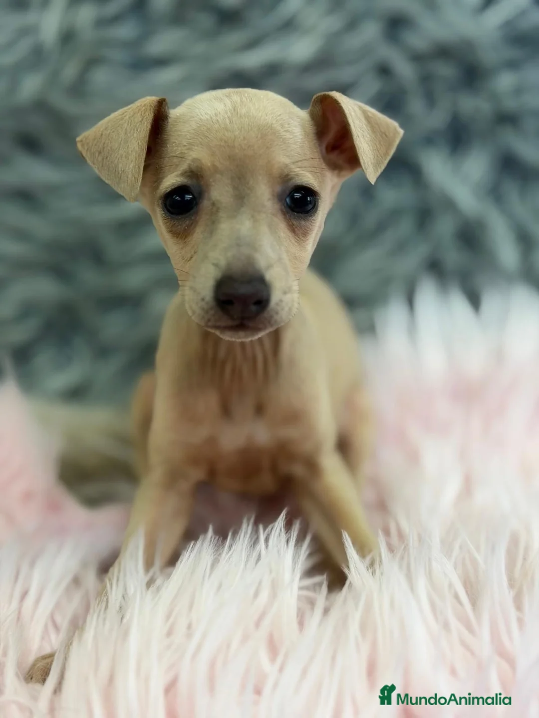 Pequeño Lebrel Italiano perros en venta: CAMADA PICCOLO DISPONIBLES  - Anuncio 2