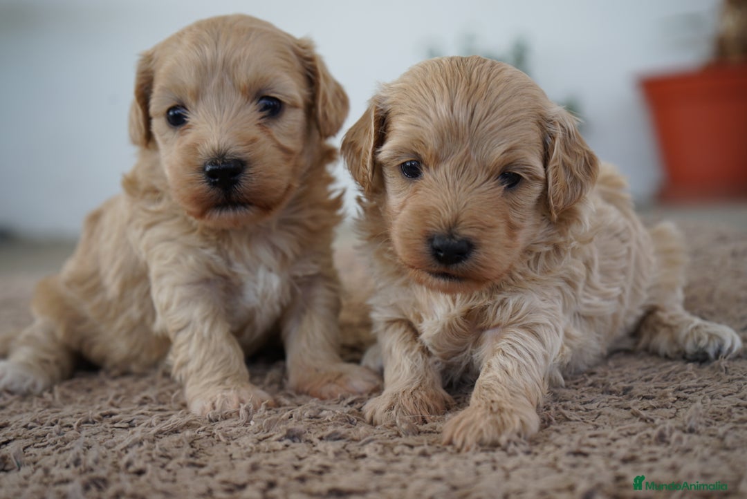 Maltipoo perros en venta: 🌸Tres pequeñas Maltipoo · Red Suco, Flora y Grey✨ - Imagen 3