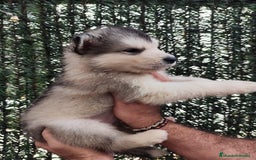 Alaskan Malamute perros en venta: Alaskan Malamute - Imagen 2