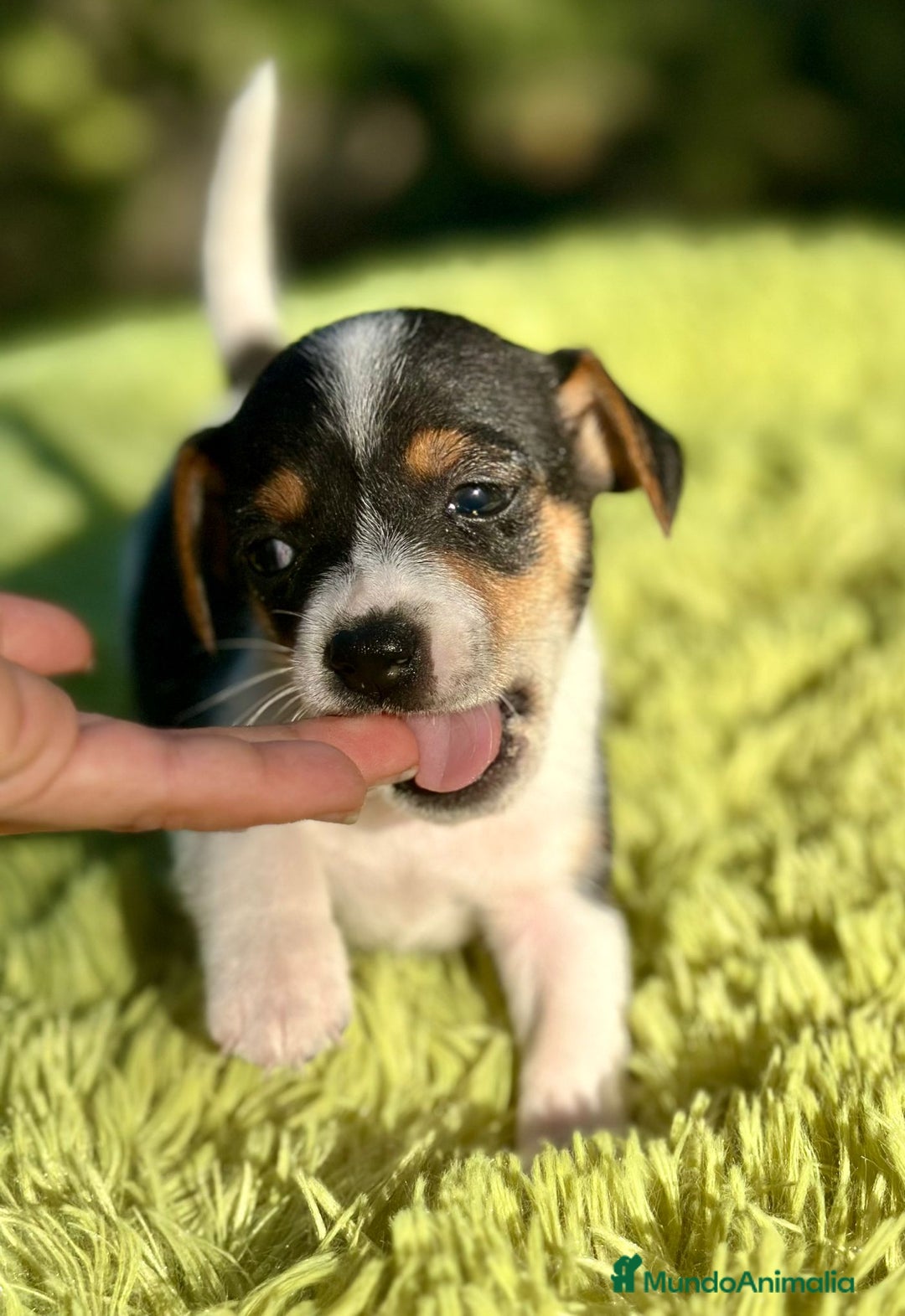 Jack Russell Terrier perros en venta: Jack russell machos - Imagen 8