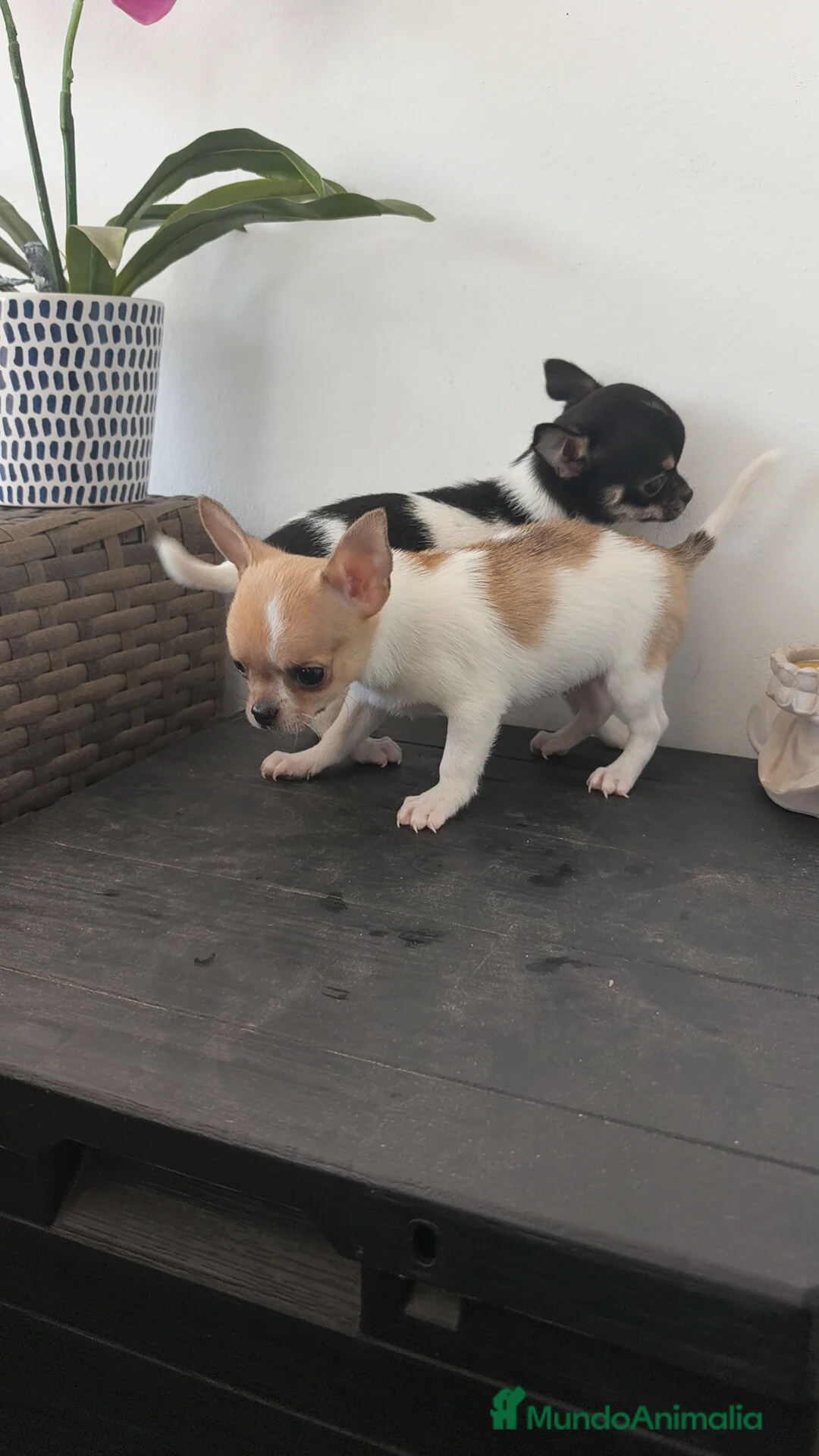 Chihuahua perros en venta: Chihuahua Toy macho y hembra  - Anuncio 6
