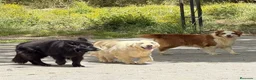 Golden Retriever perros en venta: Disponible cachorros de golden retriever  - Anuncio 1