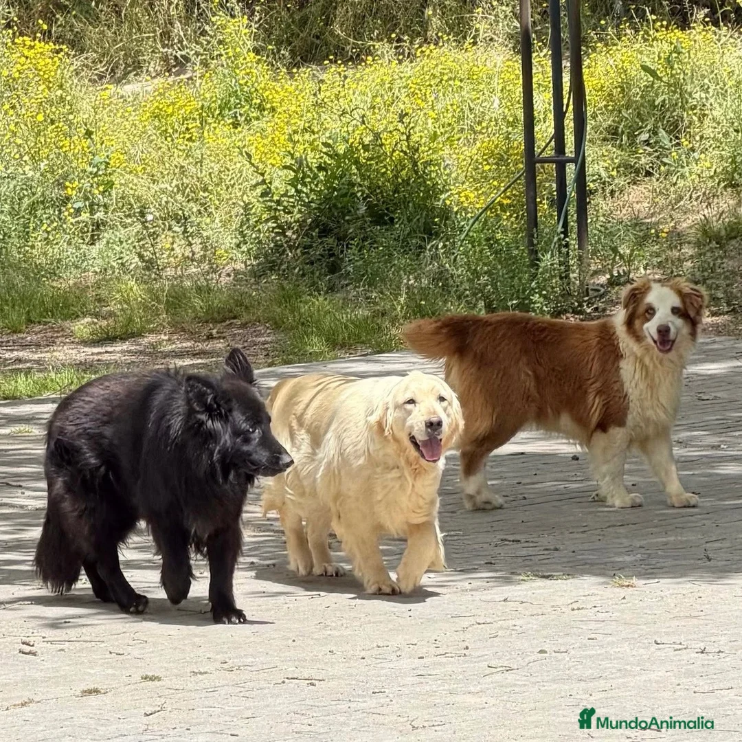 Golden Retriever perros en venta: Disponible cachorros de golden retriever  - Anuncio 1