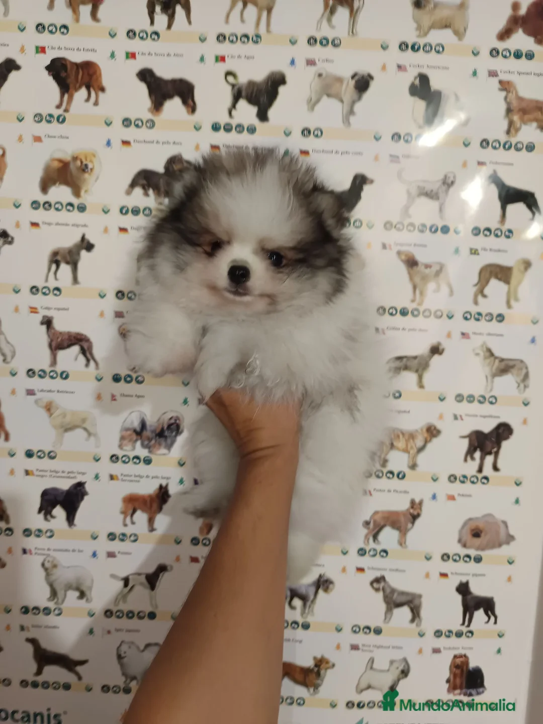 Pomerania perros en venta: Pomerania de Lulú - Anuncio 3
