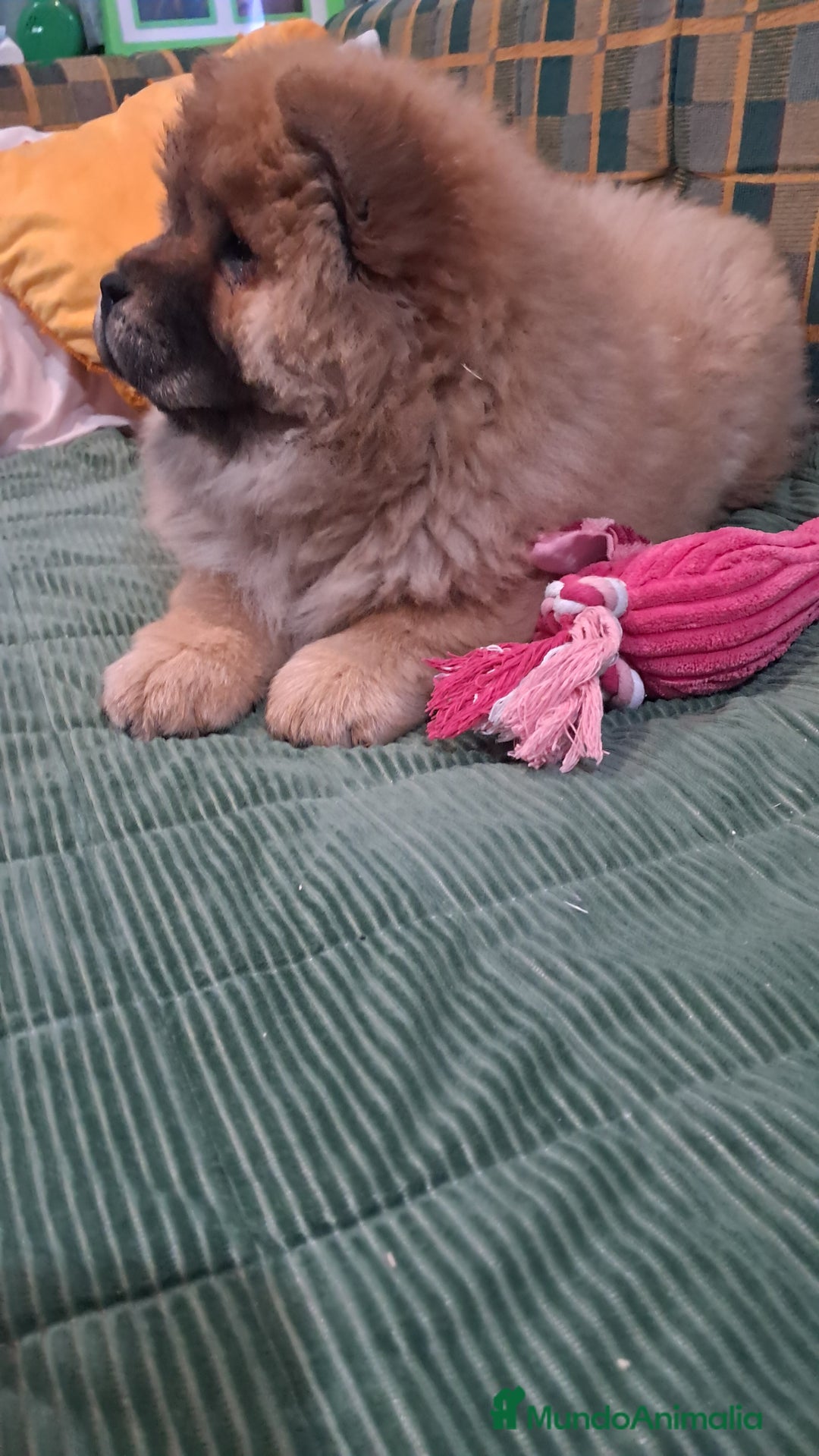 Chow Chow perros en venta: Bebés Chow-Chow  - Anuncio 8