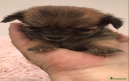 Chihuahua perros en venta: Chihuhuas minis minis - Imagen 4