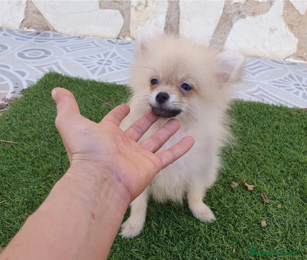 Pomerania perros en venta: Pomeranias 1kg Super Toys - Anuncio 4