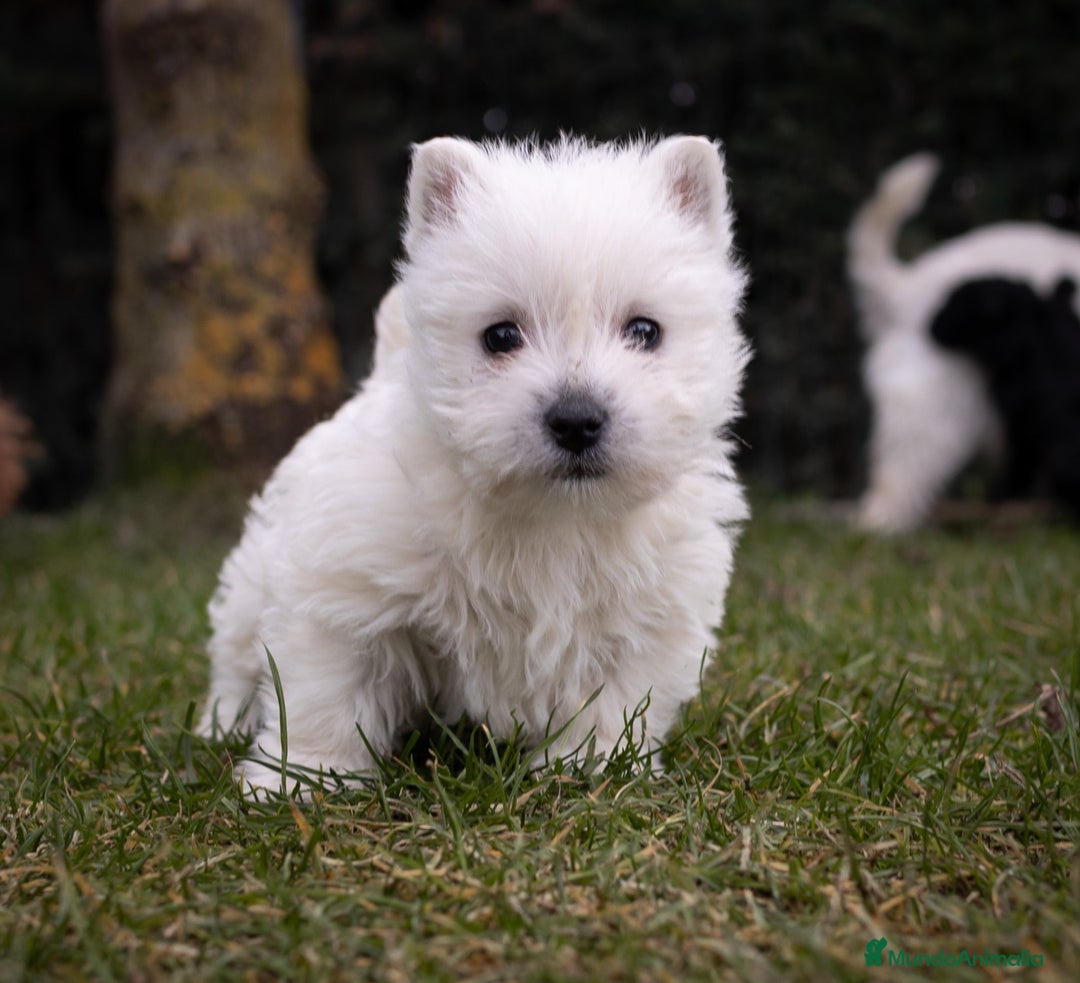 West Highland White Terrier perros en venta: Camada Westy - Imagen 3