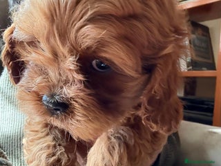 Cavapoo perros en Granada - Anuncio 1