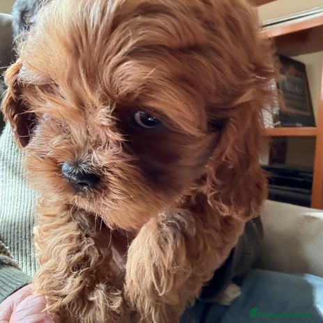 Cavapoo perros en Granada - Anuncio 1