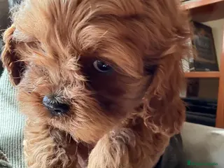 Cavapoo perros Preciosa cachorrita raza Cavapoo en Granada - Anuncio 4