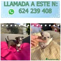 Chihuahua Cachorro 7