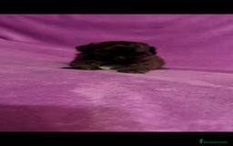 Shih Tzu perros en venta: Shih tzu mini - Imagen 7