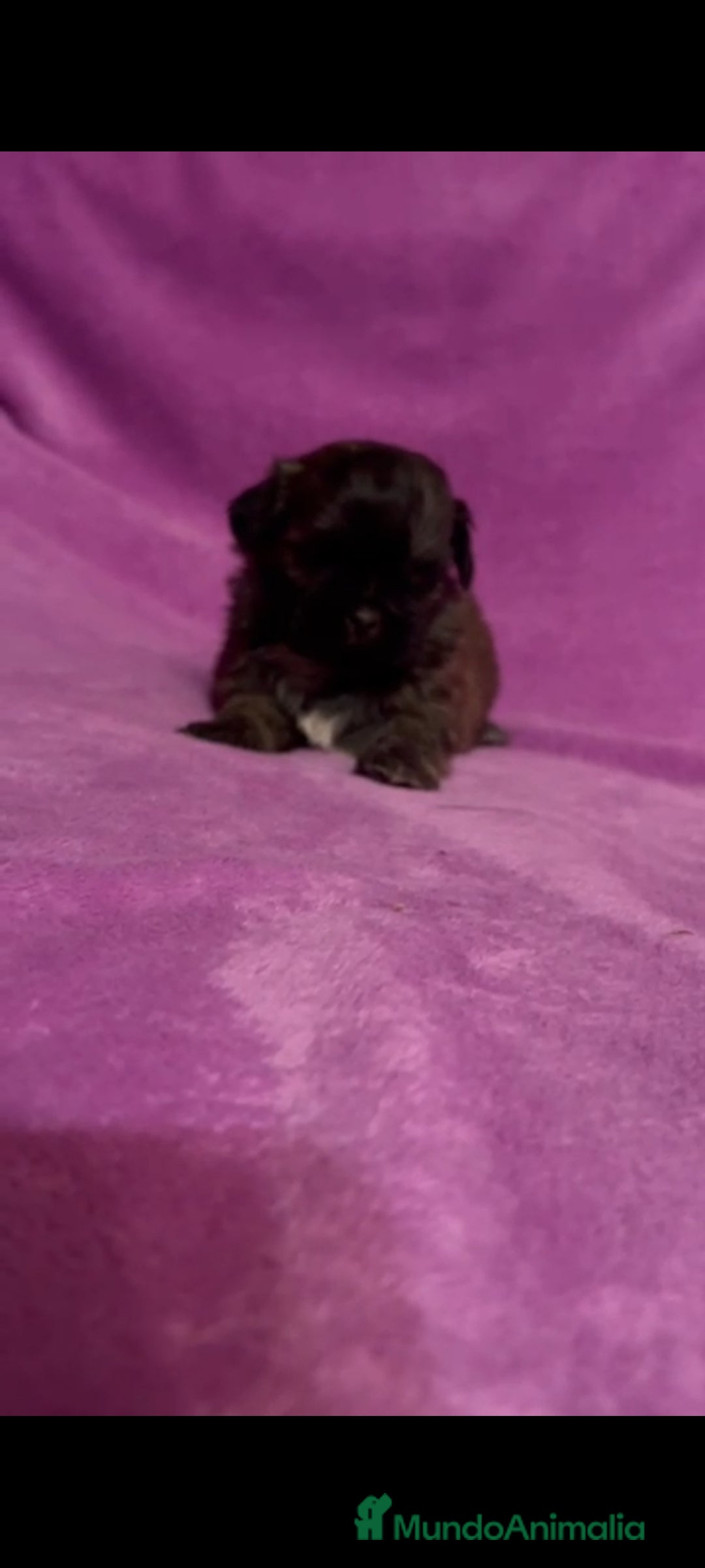 Shih Tzu perros en venta: Shih tzu mini - Imagen 7