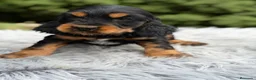 Cocker Spaniel Inglés perros en venta: Cocker inglés de gran calidad  - Anuncio 19