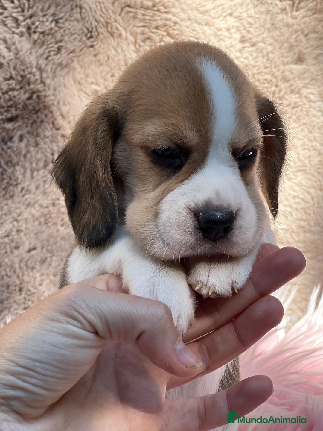 Beagle perros en venta: BEAGLE TRICOLOR DISPONIBLES - Imagen 5