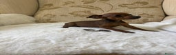 Pinscher Miniatura perros en venta: Pinscher Miniatura cachorro hembra  - Anuncio 21