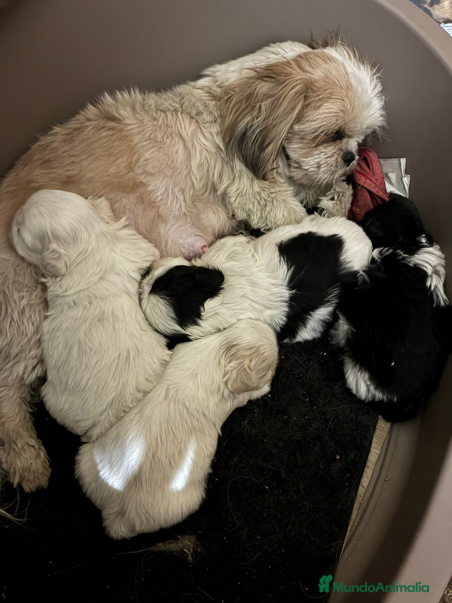 Shih Tzu perros Cachorros de shihtzu  - Anuncio 2