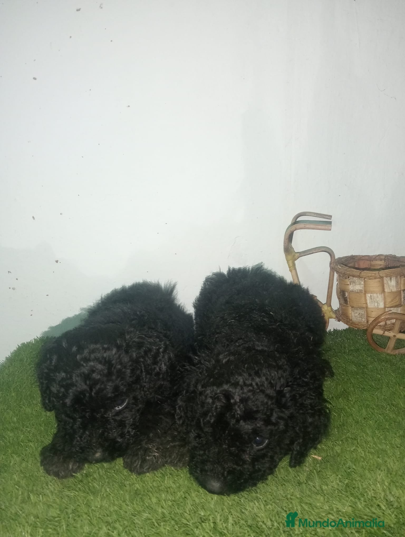 Perro de Agua Español perros Perros de agua  - Anuncio 16