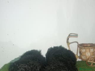 Perro de Agua Español perros Perros de agua - Anuncio 16