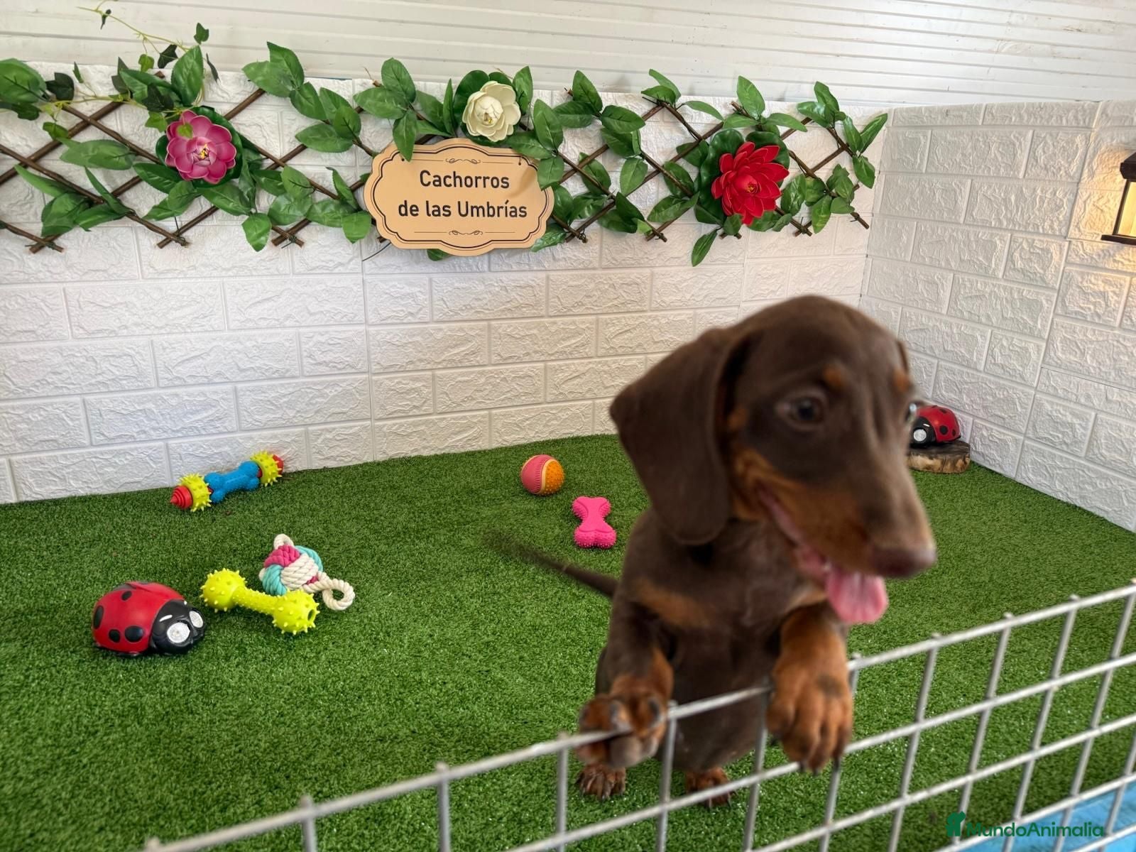 Teckel Miniatura perros Teckel de pelo fino miniatura - Anuncio 2