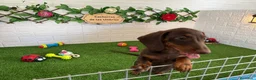 Teckel Miniatura perros en venta: Teckel de pelo fino miniatura - Anuncio 2