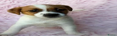 Jack Russell Terrier 5