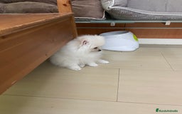 Pomerania perros en venta: Camada de pomerania en Albacete - Imagen 3
