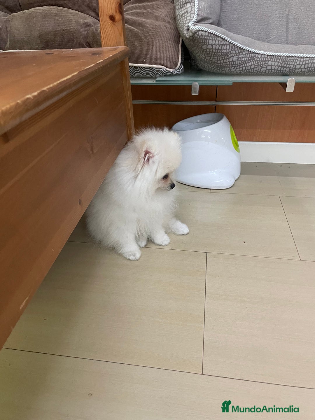 Pomerania perros en venta: Camada de pomerania en Albacete - Imagen 3