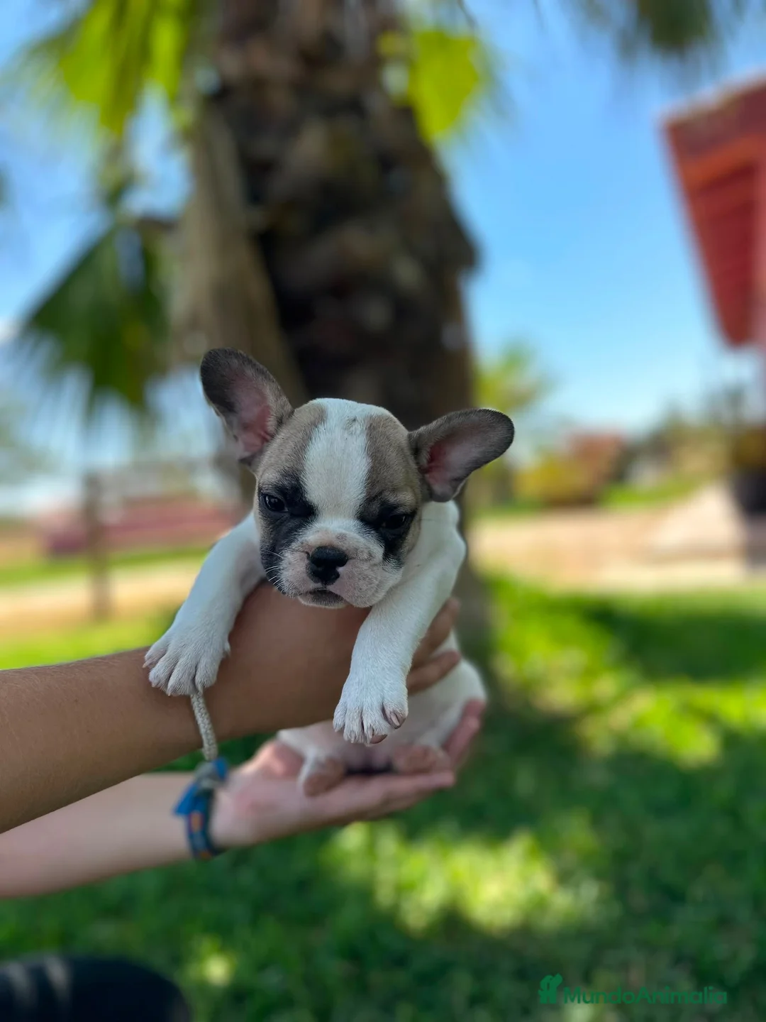 Bulldog Francés perros en venta: Cachorros bulldog francés beige - Anuncio 2