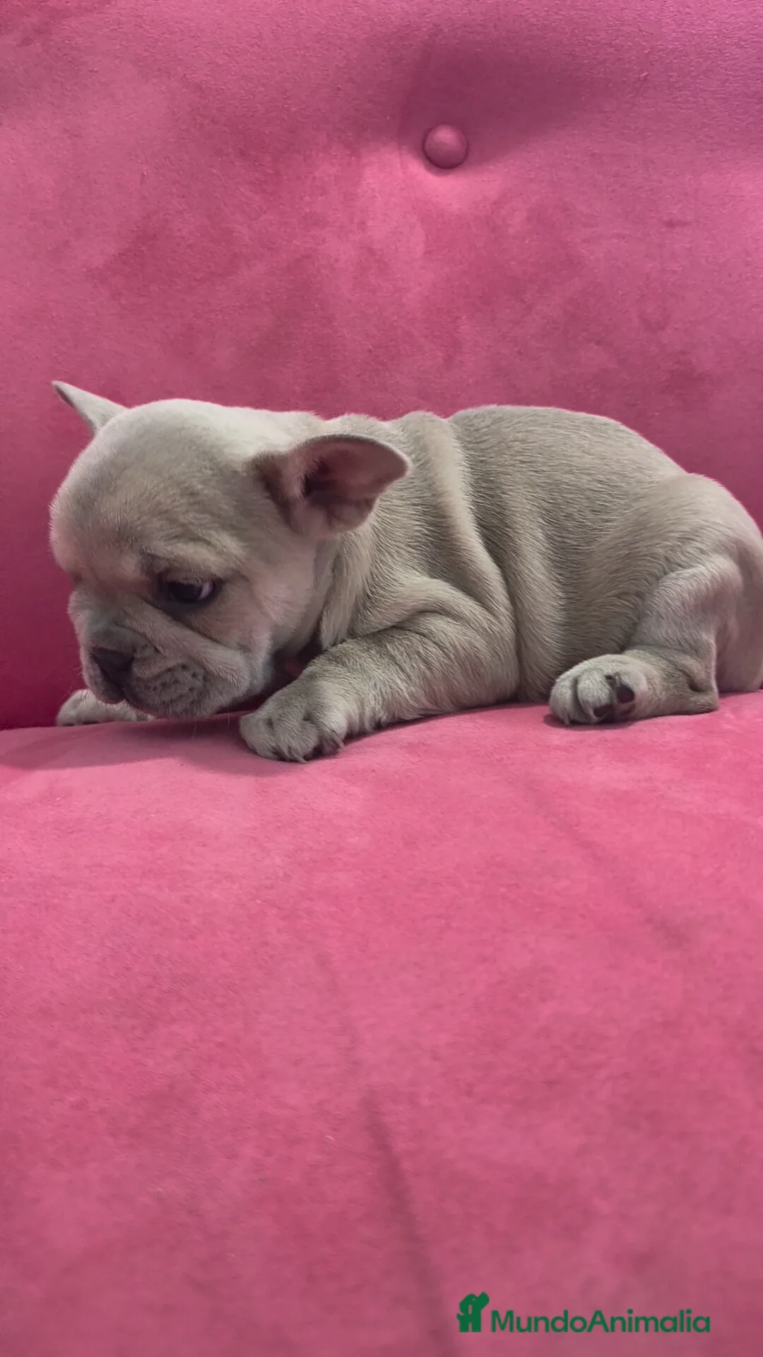 Bulldog Francés perros en venta: Bulldog Francés hembra  - Anuncio 4