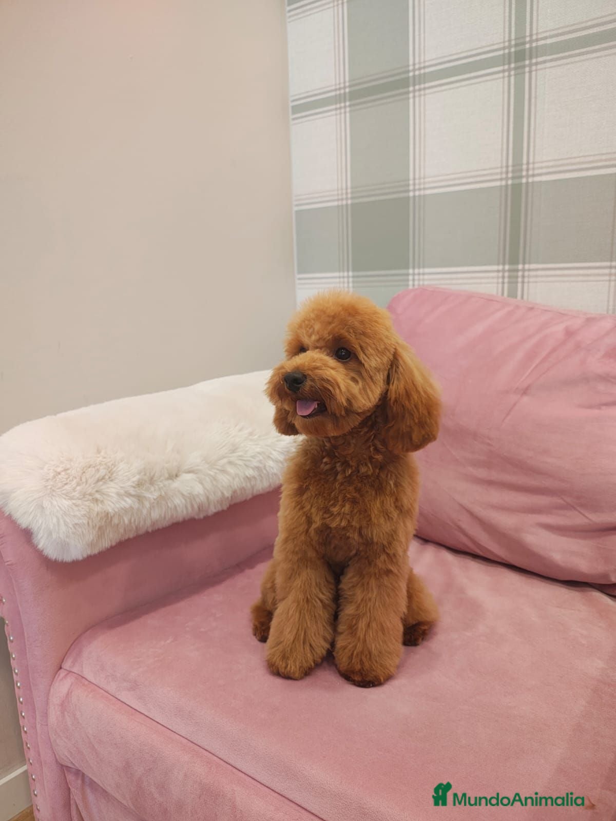 Caniche Toy perros en venta: Caniche Toy  - Anuncio 3