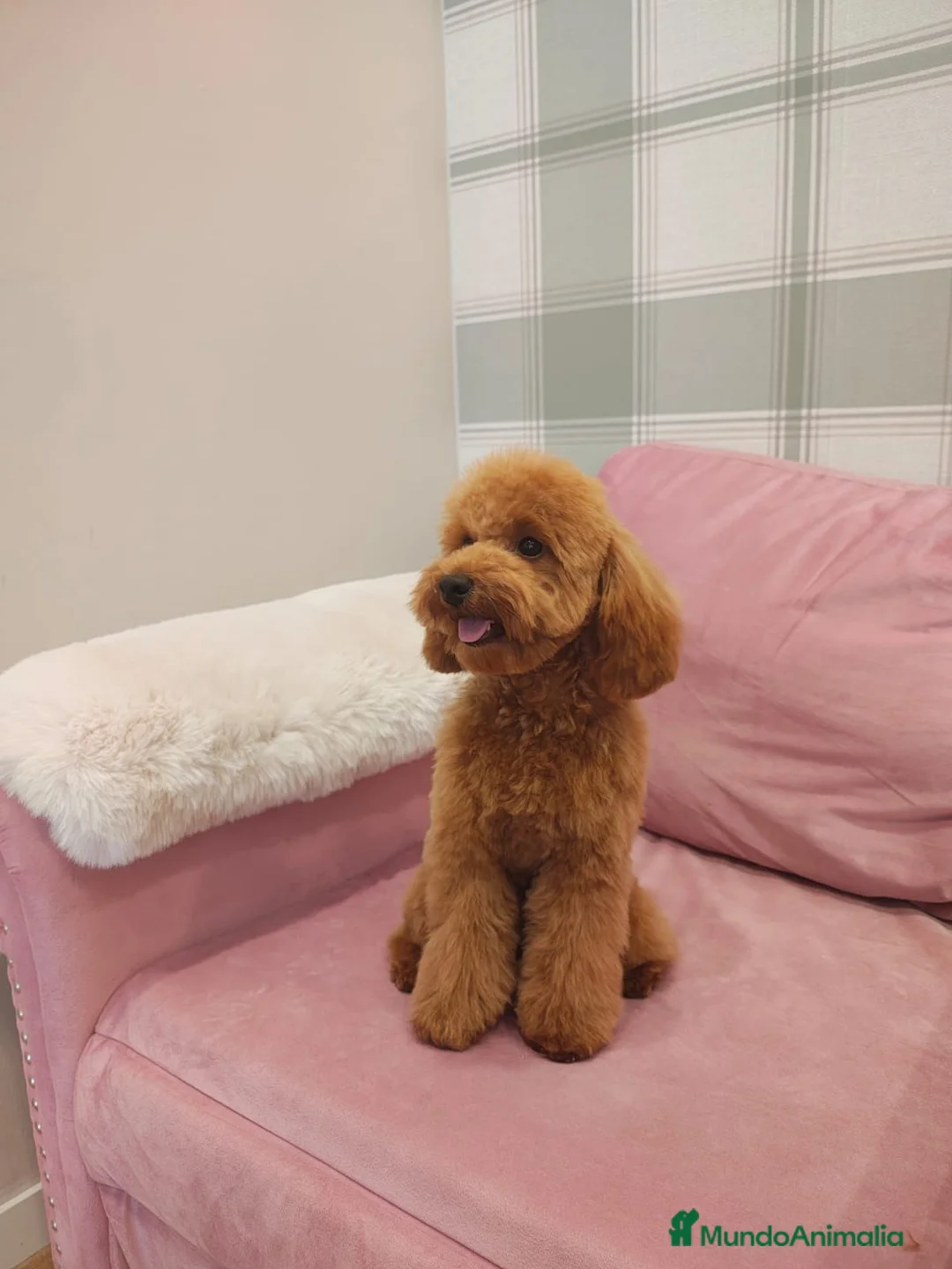 Caniche Toy perros en venta: Caniche Toy  - Anuncio 1