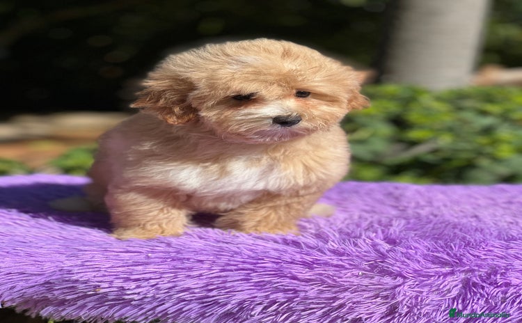 Maltipoo perros - Anuncio 1