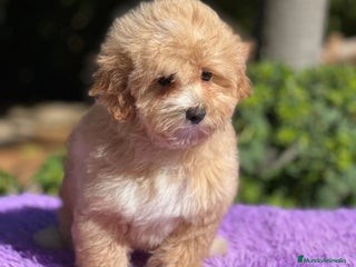 Maltipoo perros - Anuncio 4