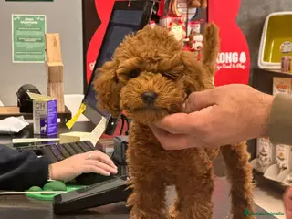 Caniche Toy perros Caniche Toy hembra - Anuncio 11