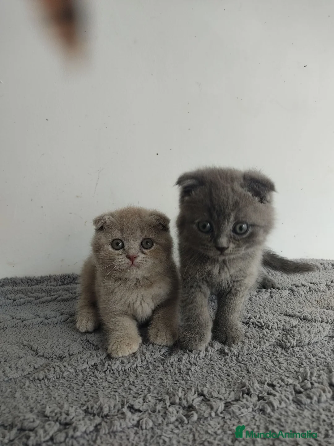 Scottish Fold gatos en venta: Scottish fold  - Anuncio 3