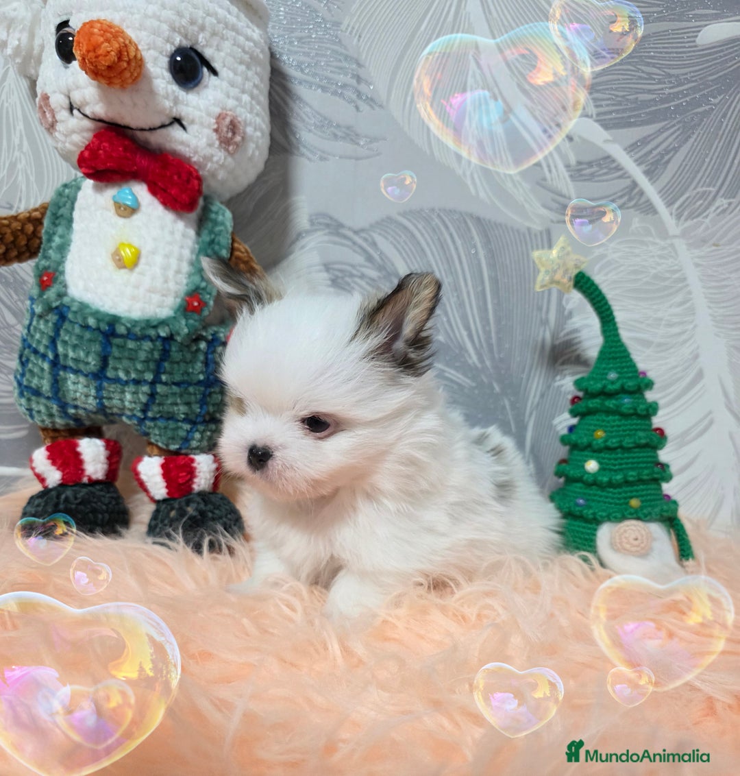 Pomerania perros en venta: Precioso Lulú Pomerania Miniatura  - Anuncio 1