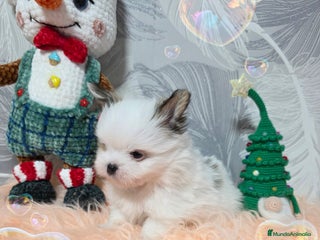 Pomerania perros Precioso Lulú Pomerania Miniatura - Anuncio 1