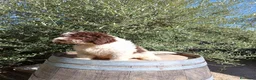 Perro de Agua Español perros en venta: Perro de agua  - Anuncio 6