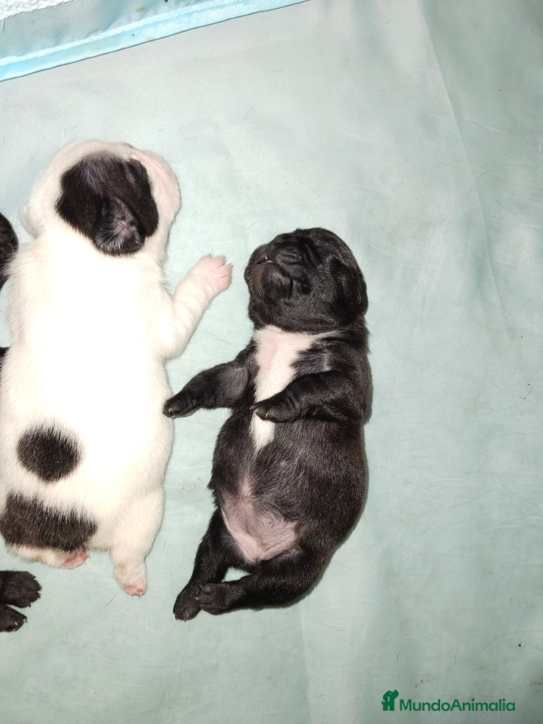 Bulldog Francés perros en venta: Bulldog hembras negras para Navidad  - Imagen 2