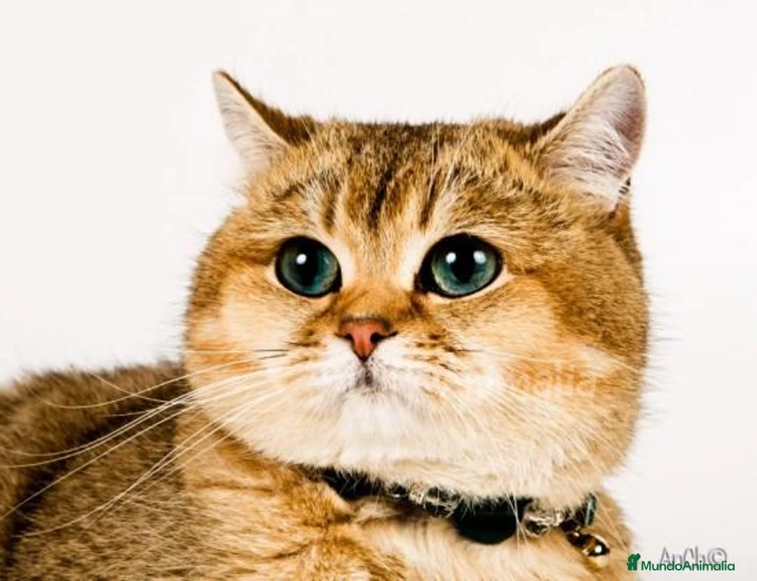 Imagen de galería {{count}}