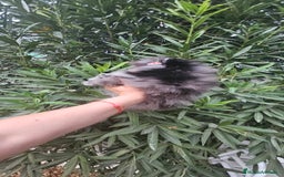 Pomerania perros en venta: Espectacular pomerania merle  - Imagen 2