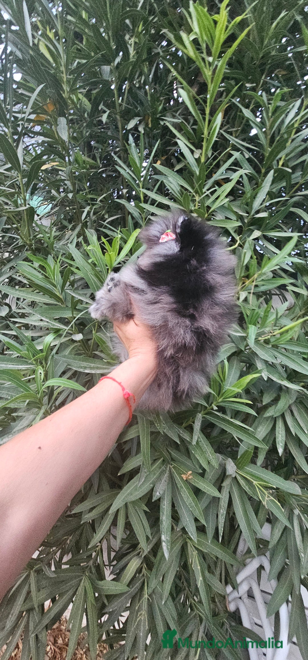 Pomerania perros en venta: Espectacular pomerania merle  - Imagen 2